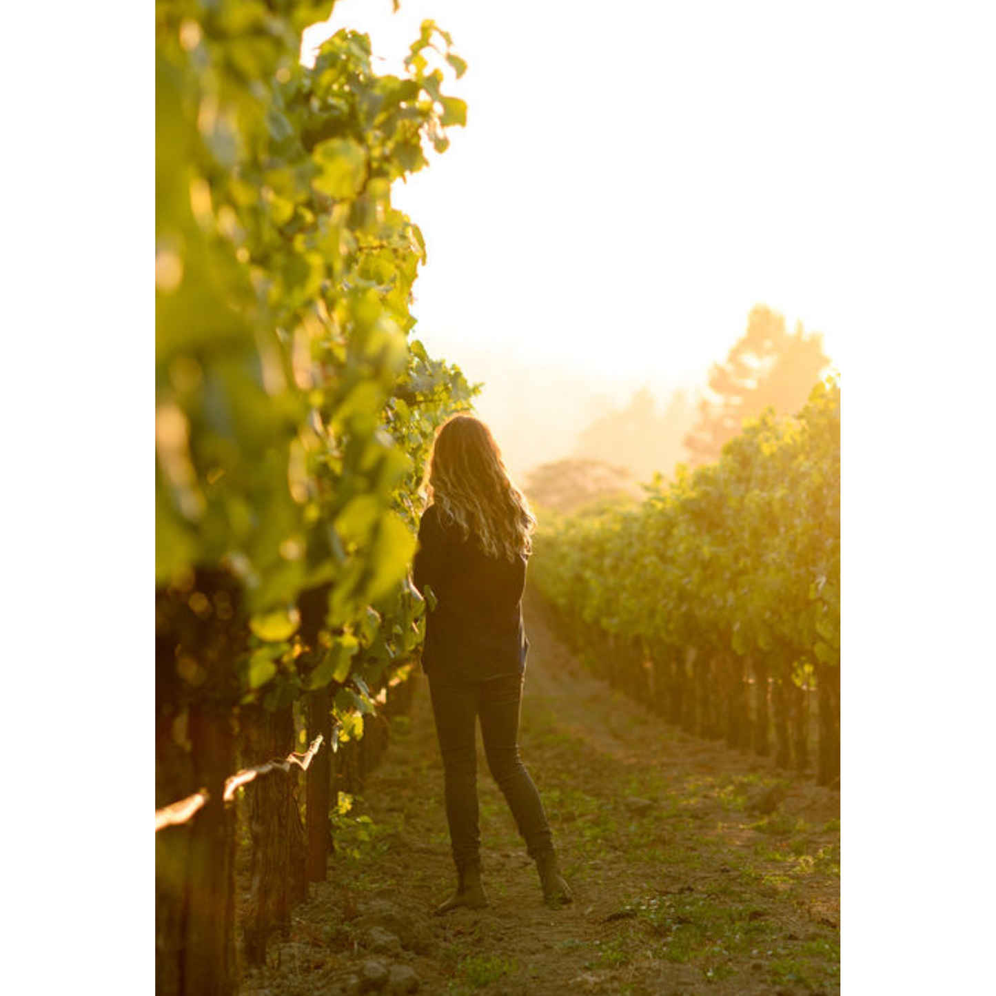 Summer Dreams, Walking on Venice Beach Sauvignon Blanc 2022 Wine