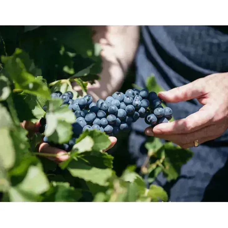 Four Pillars Bloody Shiraz Gin Gin