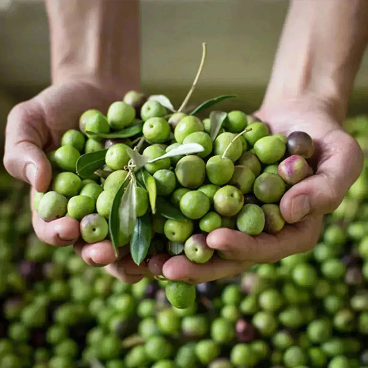 Babylonstoren Olive Oil Olive Oil