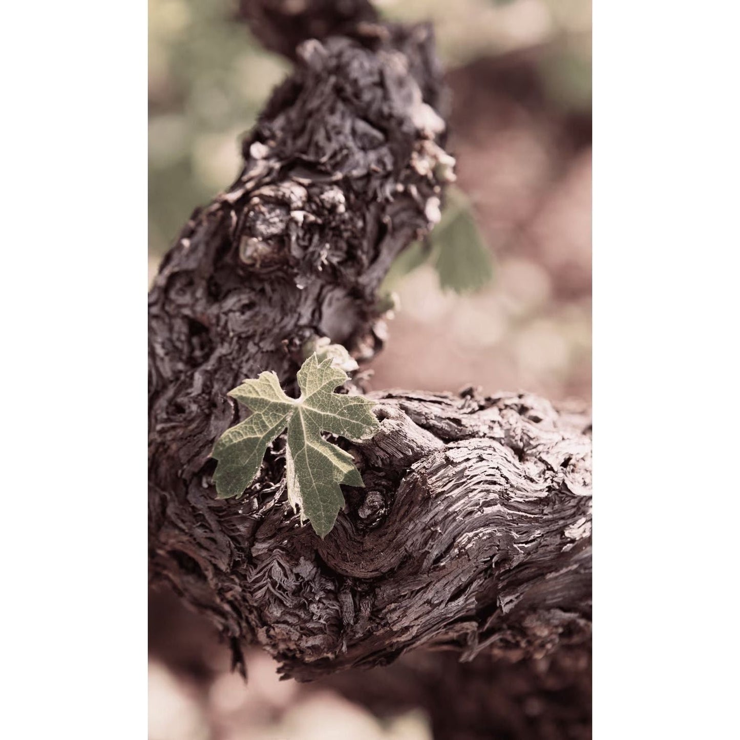 Rock Angel Rosé Château d'Esclans Wine