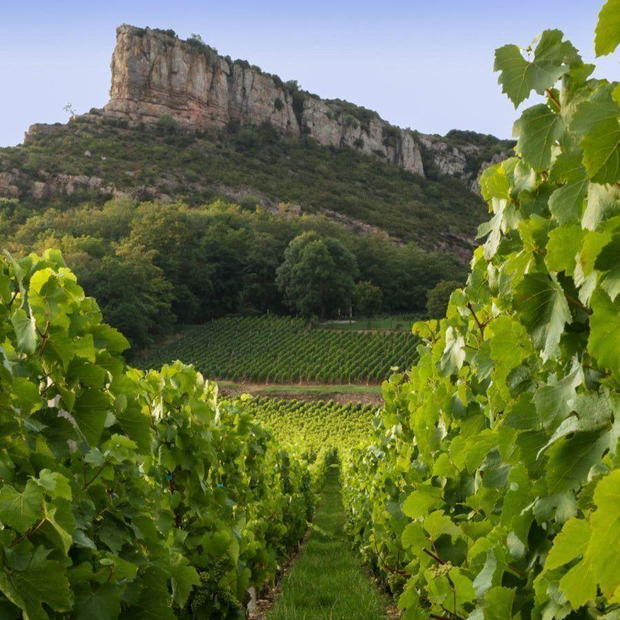 Maison Auvigue Mâcon Solutré-Pouilly 2022 Wine