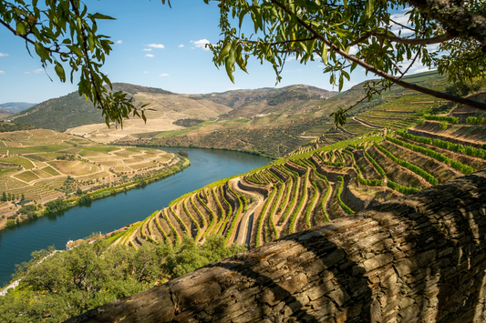 The story of Portuguese Wine