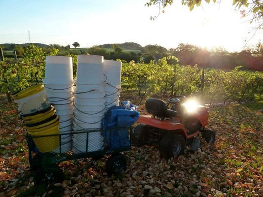 Oatley Vineyard Second Harvest