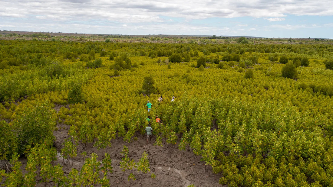 We plant a tree for every order