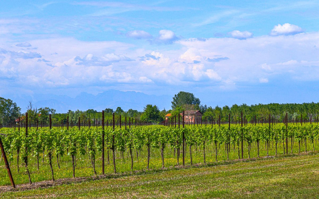 Vineyards under a bright blue sky in the Veneto, the heartland of Botter Wines