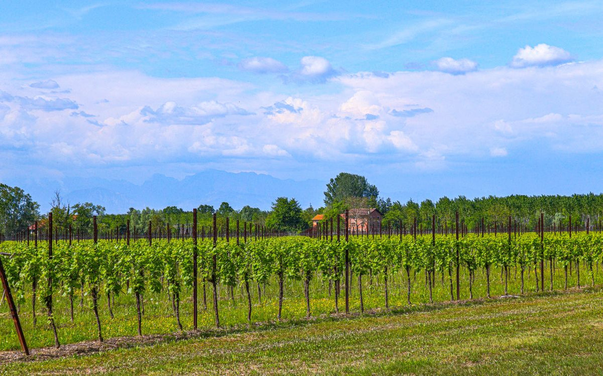 Vineyards under a bright blue sky in the Veneto, the heartland of Botter Wines