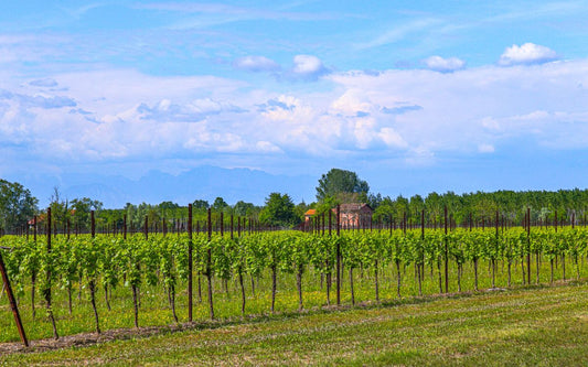 Vineyards under a bright blue sky in the Veneto, the heartland of Botter Wines