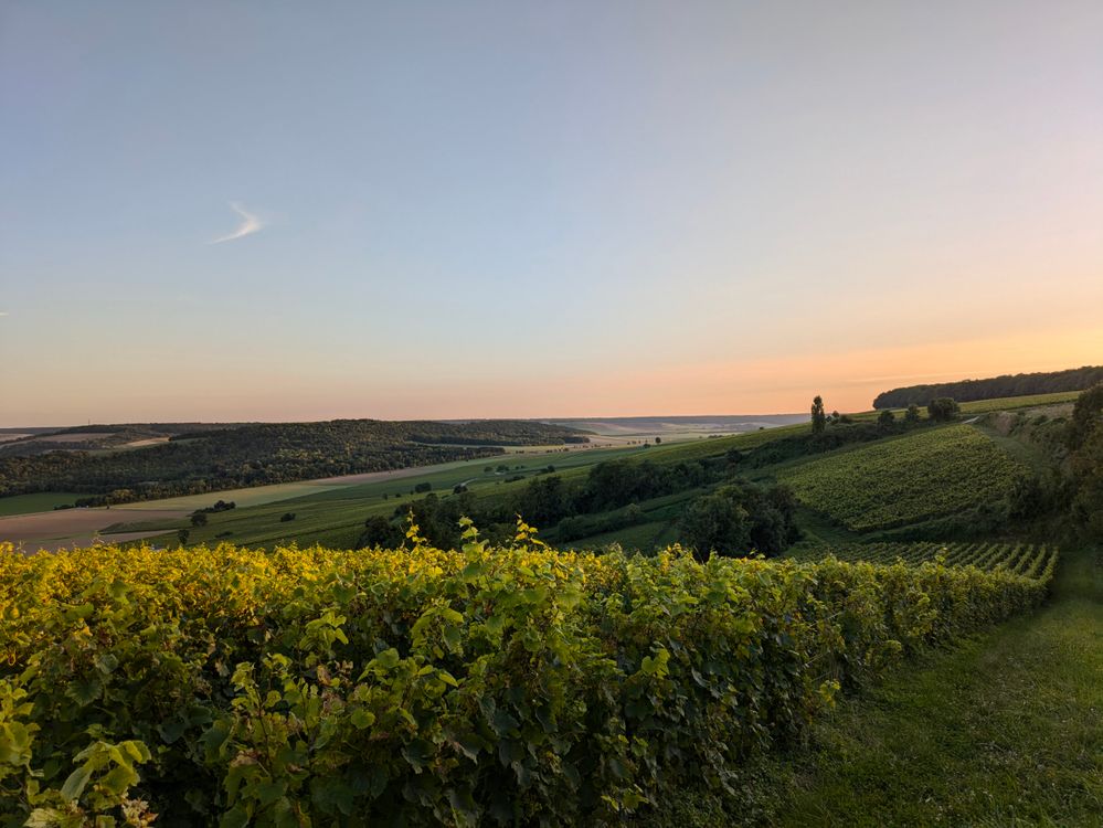Vineyard rows with countryside view