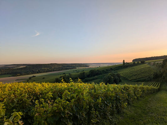 Vineyard rows with countryside view