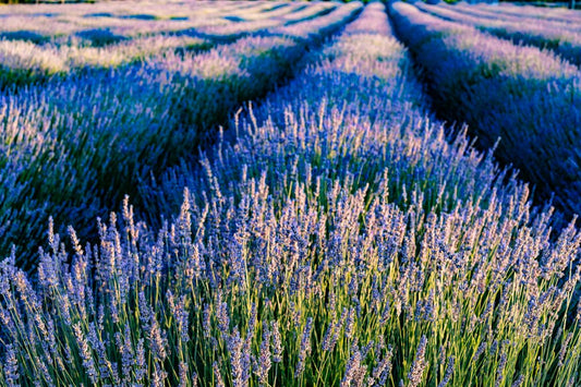 Lavender field in bloom under summer sky