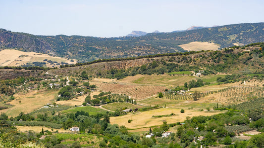 Rolling Andalusian hills with olive trees and sun-baked landscape