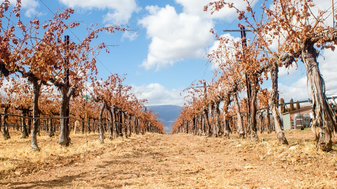 Dormant grapevines in rows at a Jumilla vineyard in Spain