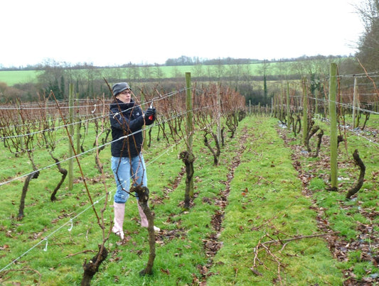 Vine Pruning at Oatley