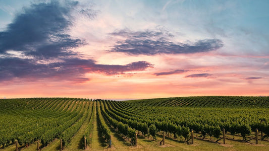 Marlborough vineyard at sunset, rolling green hills, New Zealand