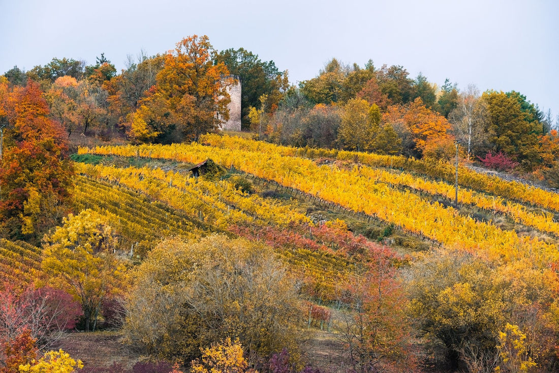 Autumn vineyard landscape with golden vines among orange and red leaves