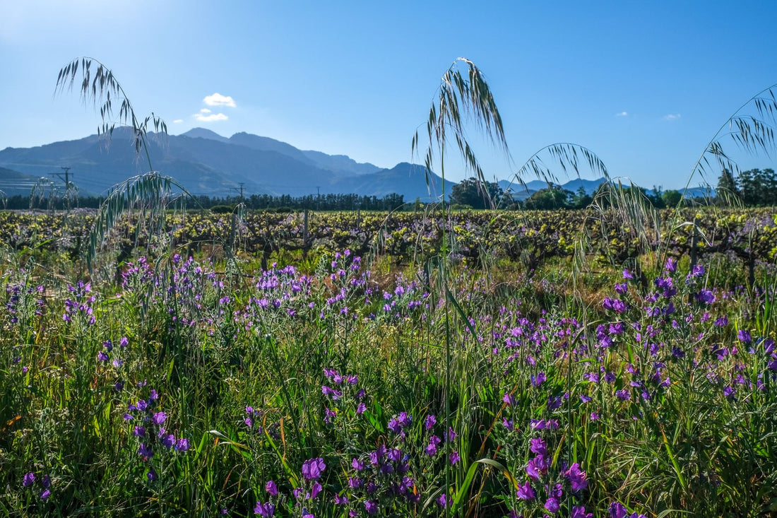 Wildflower meadow between vine rows in an organic vineyard, with green hills and clear sky