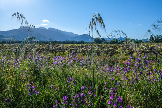 Wildflower meadow between vine rows in an organic vineyard, with green hills and clear sky