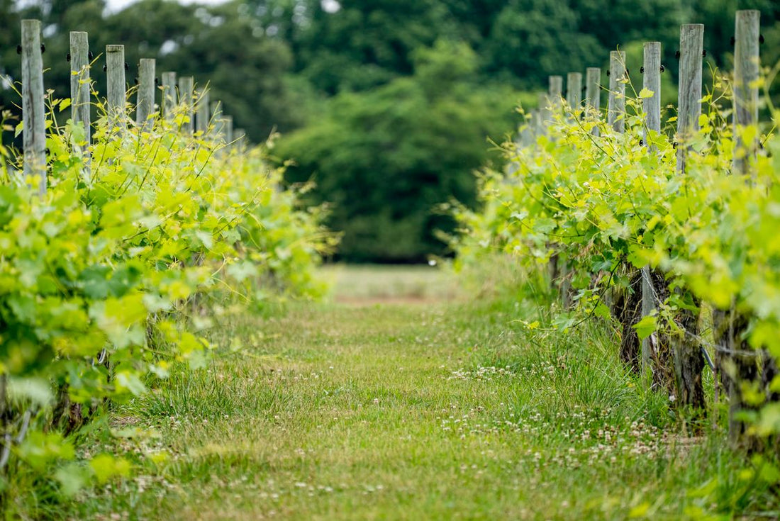 Natural grapevine rows on a biodynamic estate
