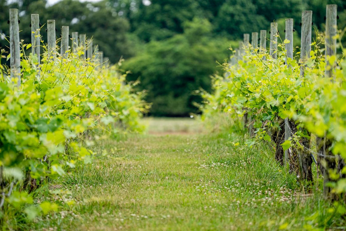 Natural grapevine rows on a biodynamic estate