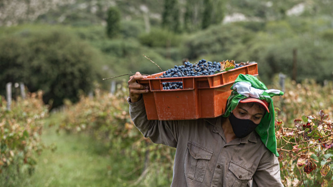 Farmer carrying a crate of harvested grapes through the vineyard