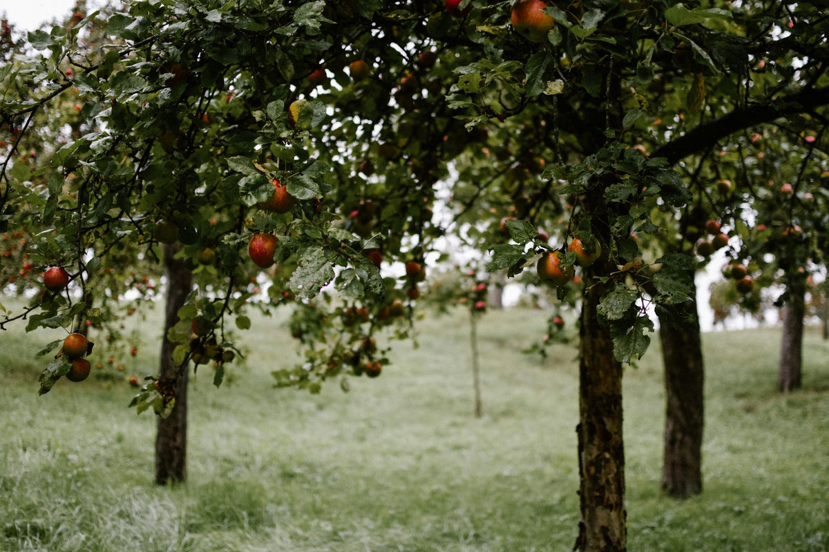Apple trees laden with fruit in an Somerset orchard at harvest