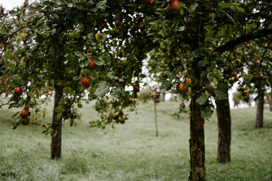 Apple trees laden with fruit in an Somerset orchard at harvest