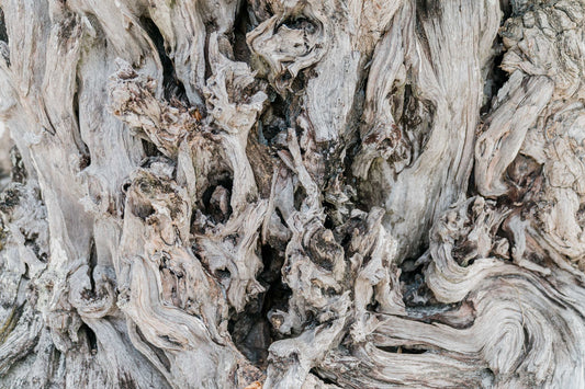 Close-up of twisted bleached vine roots affected by phylloxera