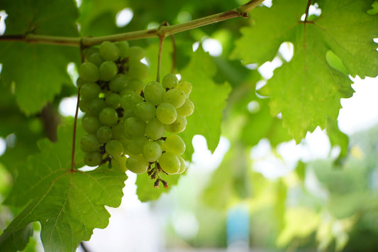 Close-up of green grapes hanging on the vine in a vineyard