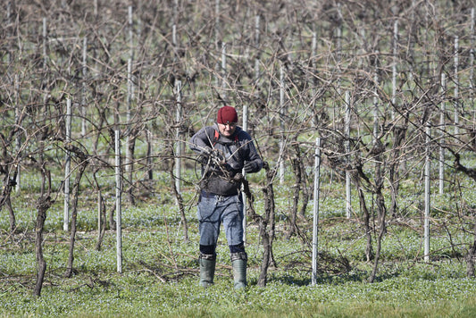 Winegrower surrounded by leafless vine rows in winter