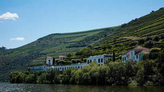 Vineyard terraces on the hillside above the Douro River, Portugal