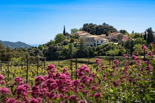 Provençal village and vineyard with wildflowers in Suzette, Provence