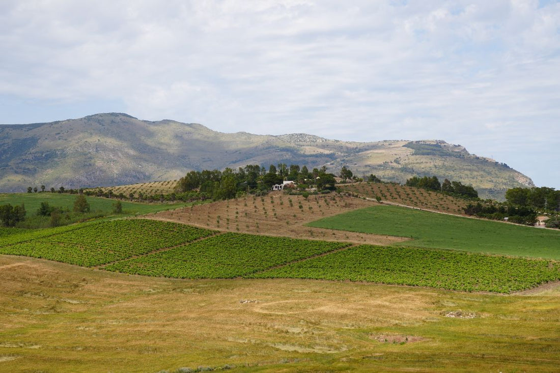 Sweeping vineyard landscape in Erice, Sicily, with rolling hills and green rows