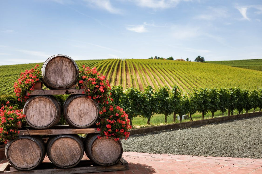 Wine barrels stacked in front of green vineyard rows