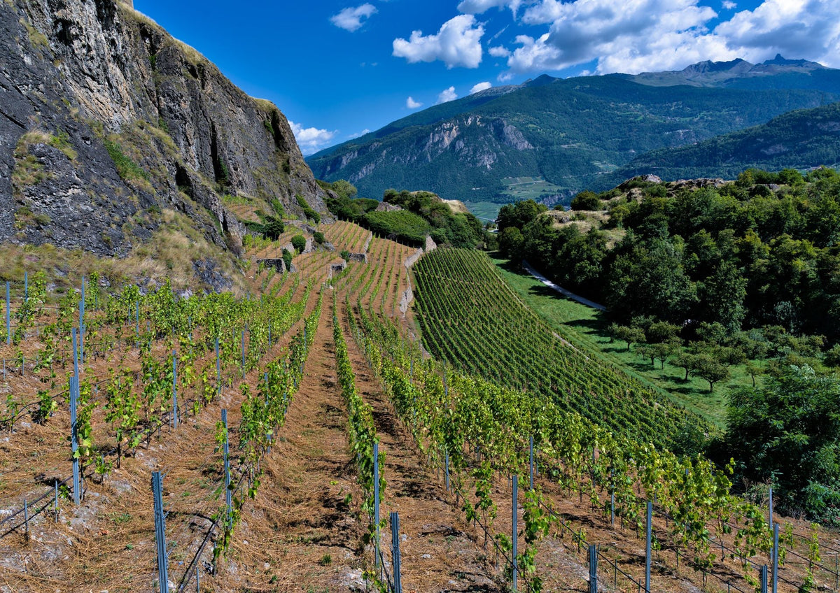 Stone-walled terraced vineyard on steep granite slopes in the northern Rhône valley at golden hour