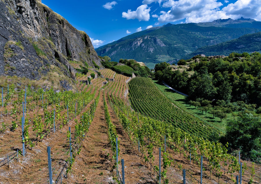 International Syrah Day: A Deep Dive into One of the World’s Most Compelling Red Grapes