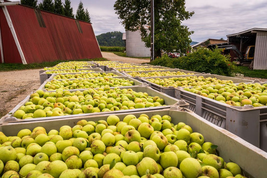Apple harvest bins at Thatchers Cider, Somerset