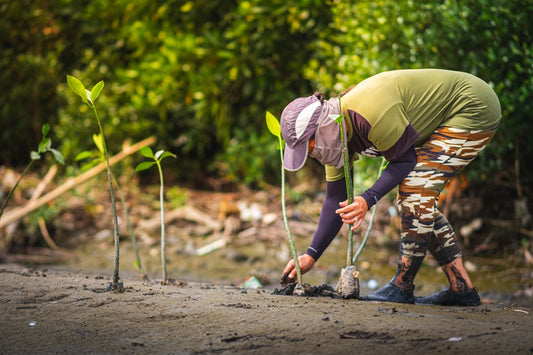 Woman planting mangrove saplings in a coastal restoration project
