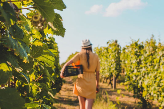 A woman carrying a harvest crate through sun-lit vineyard rows