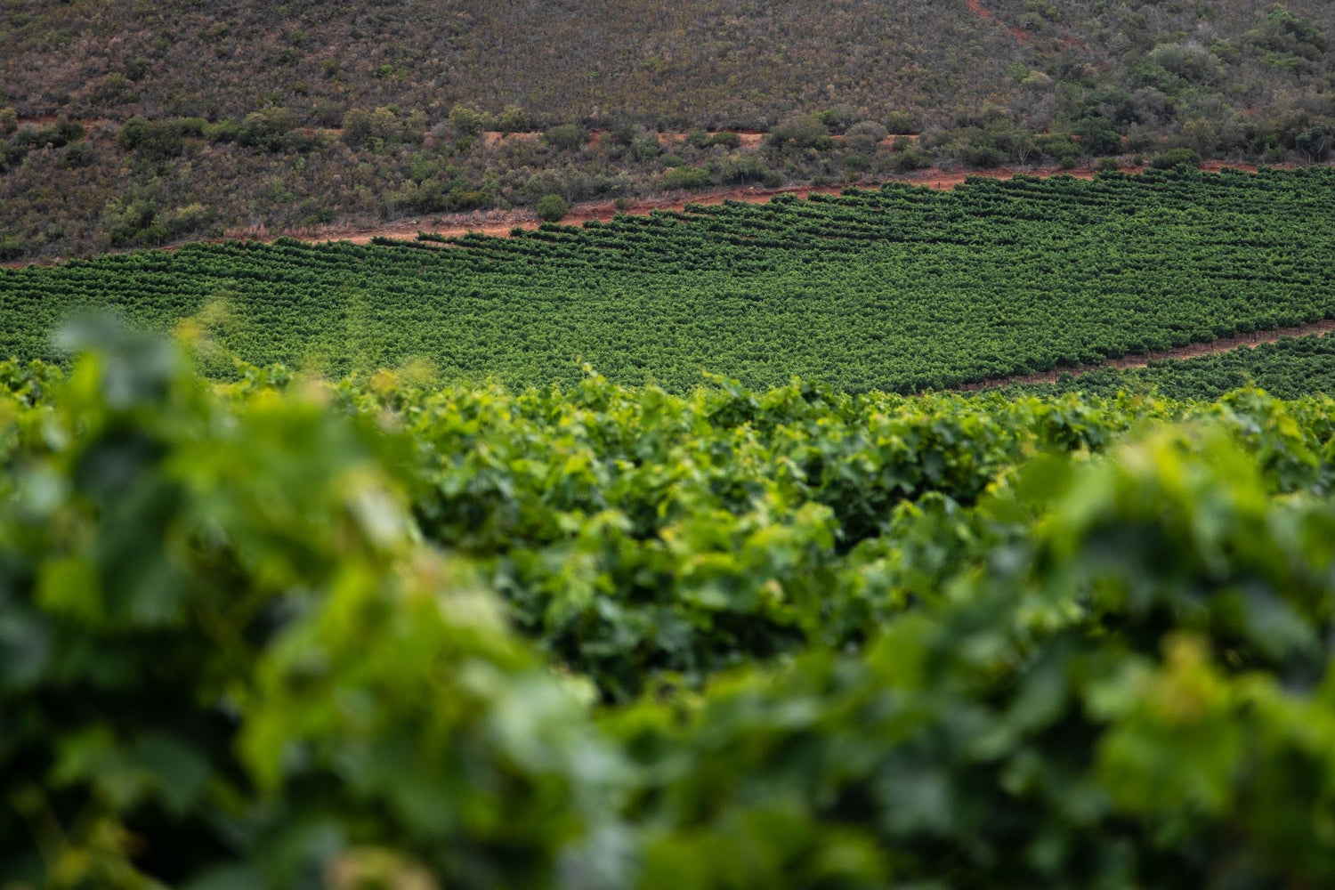 Lush terraced vineyard rows on red clay hillsides in warm sunlight — 1270 A Vuit