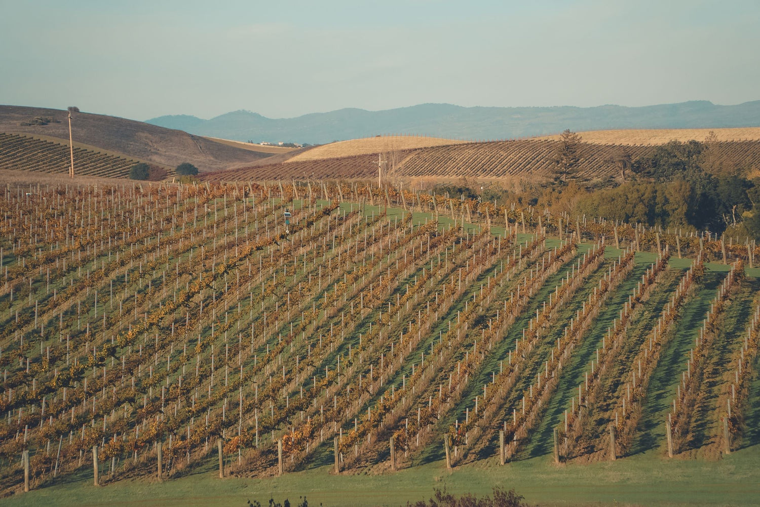Rolling vineyard hillsides in autumn colours with a mountain backdrop — 770 Miles