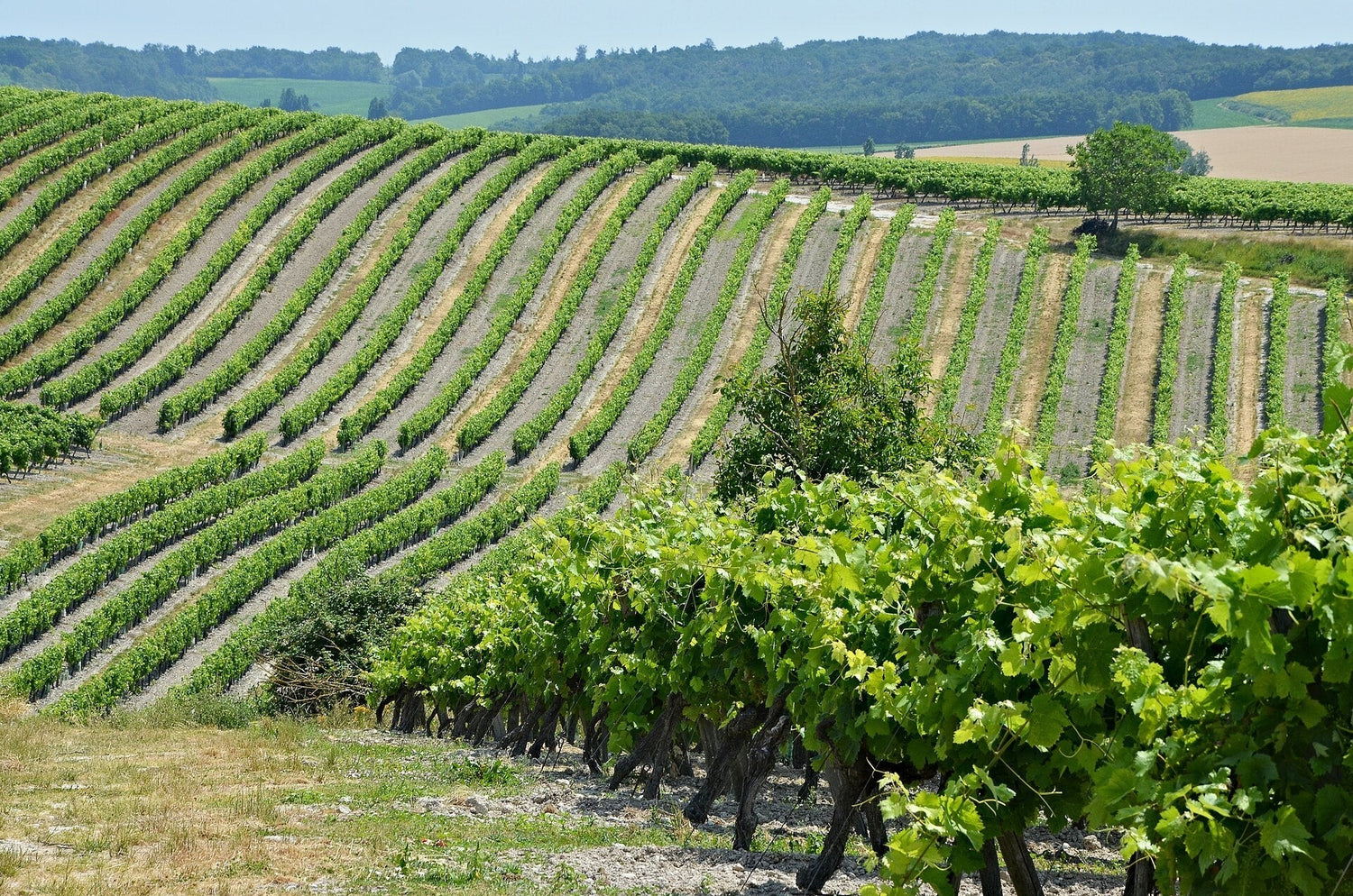 Champagne vineyards on rolling chalk slopes near Vigny — A.R. Lenoble. Photo: JLPC (CC BY-SA 3.0)