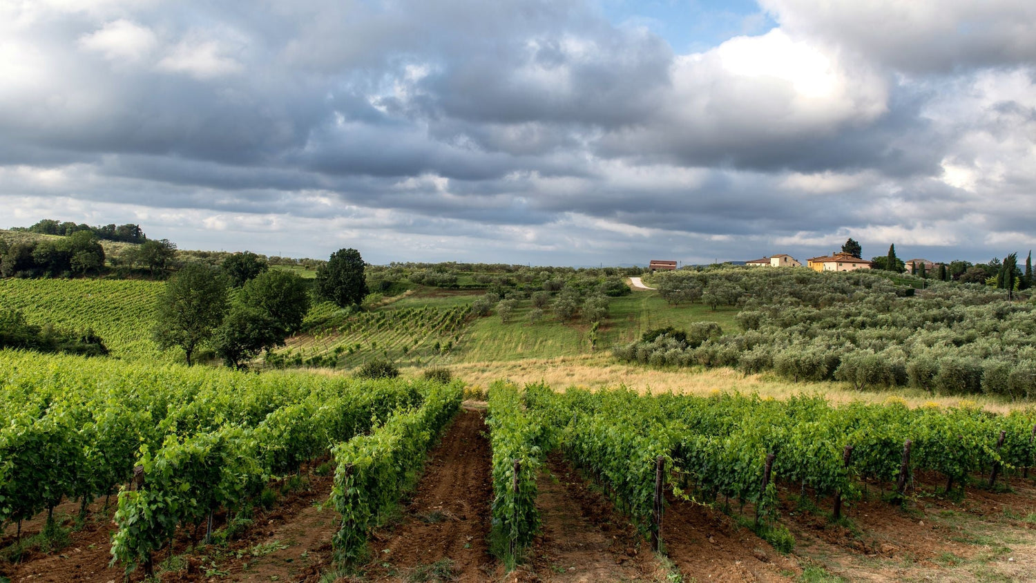 Vineyard landscape with hilltop farmhouse and olive trees in Abruzzo, central Italy