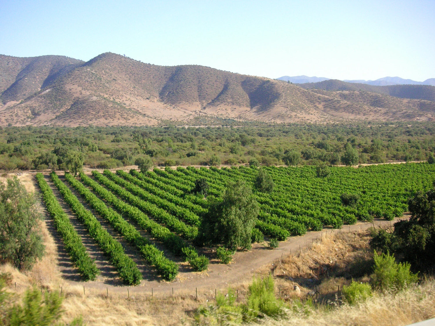 Vineyard rows in the Andes foothills, Aconcagua Valley, Chile. Photo: Beatrice Murch (CC BY-SA 2.0)