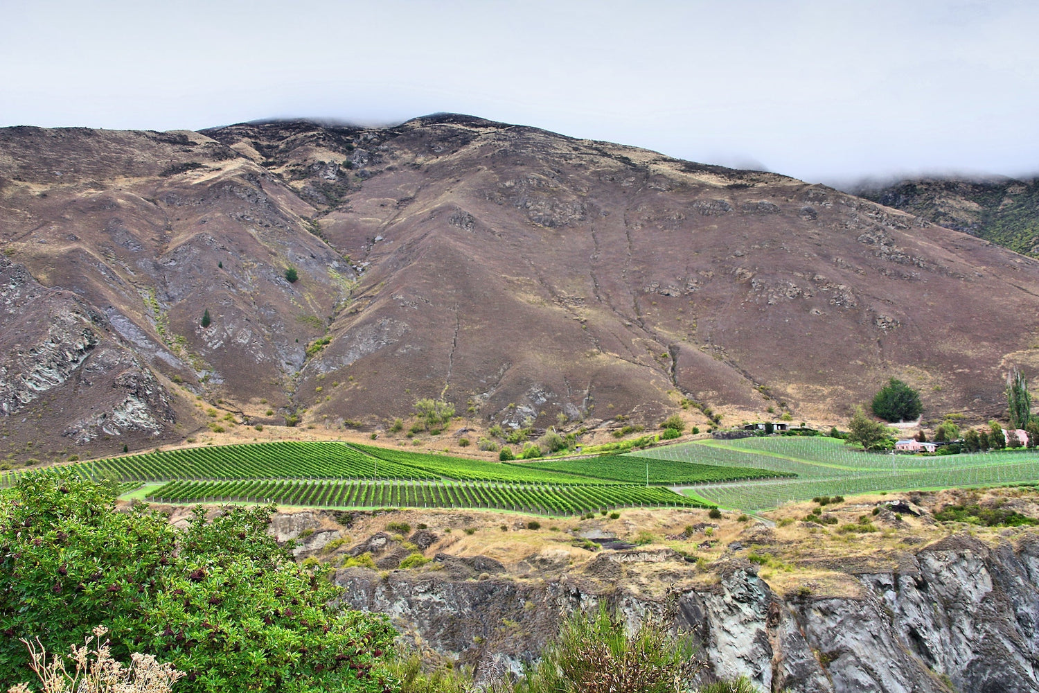 Vineyard rows at the foot of dramatic rocky mountains, Central Otago, New Zealand — Akarua. Photo: Marek Ślusarczyk (CC BY 3.0)