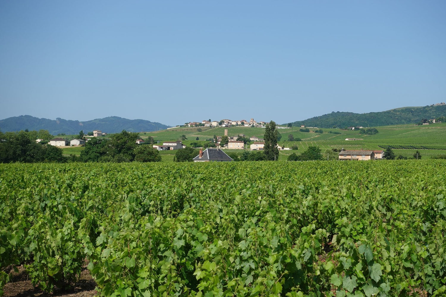 Stone village perched above vineyard rows at golden hour in the Burgundy wine region, France — Albert Bichot