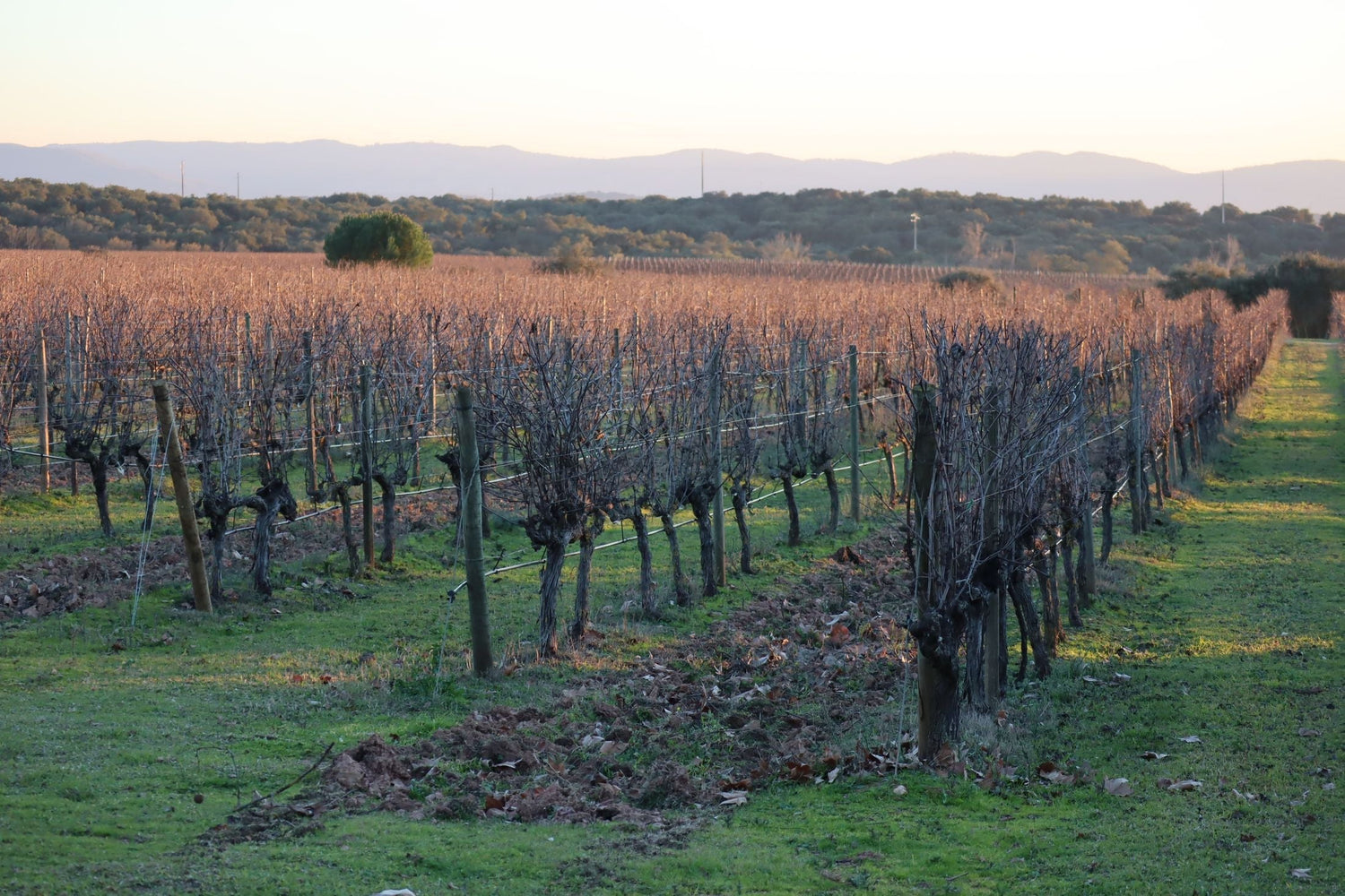 Dormant winter vineyard rows bathed in golden evening light in the Alentejo wine region, Portugal
