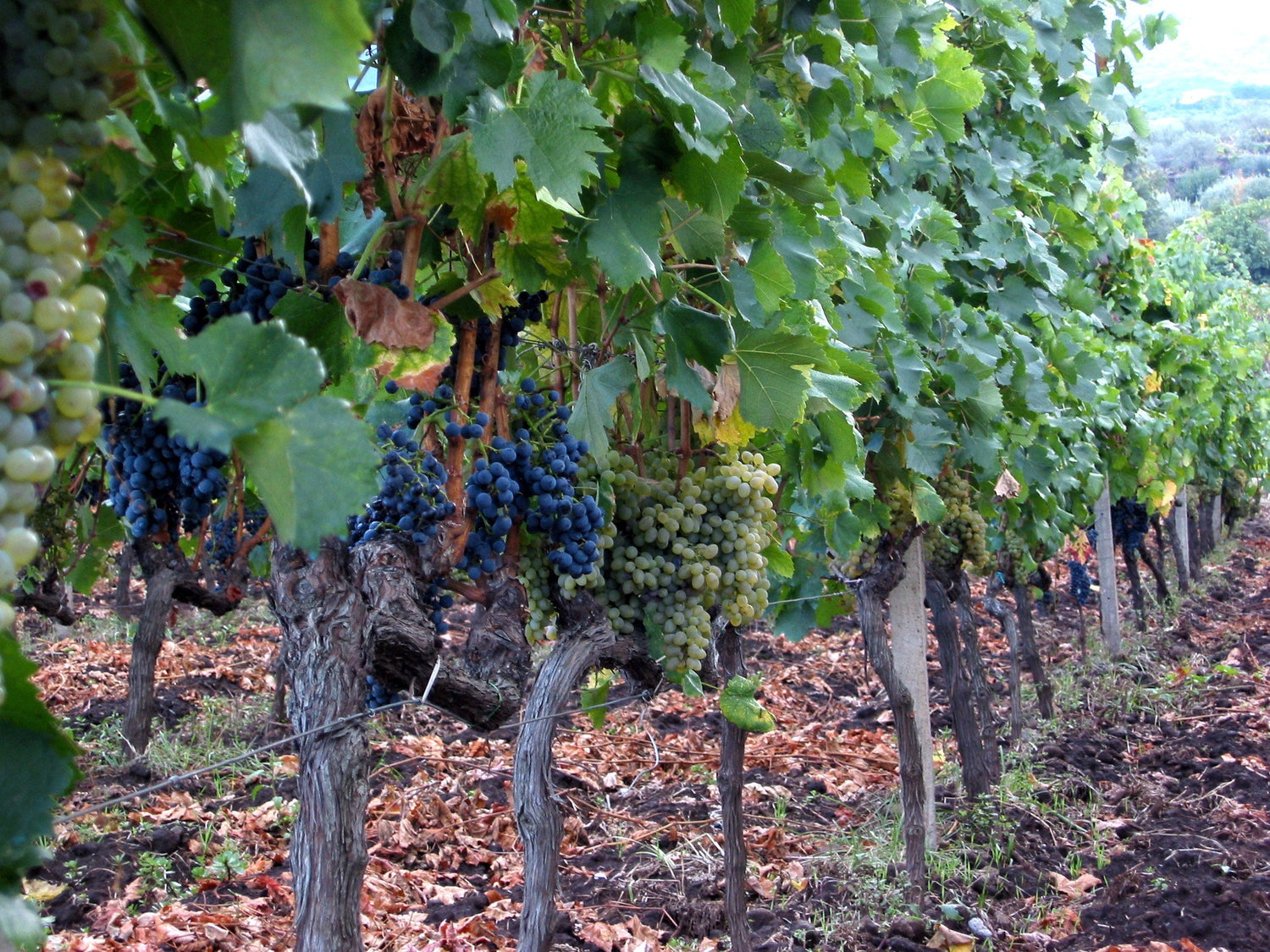 Ripe grape clusters hanging on the vine among autumn leaves in Sicily, Italy — Alfieri Marsala. Photo: Neil Weightman (CC BY 2.0)