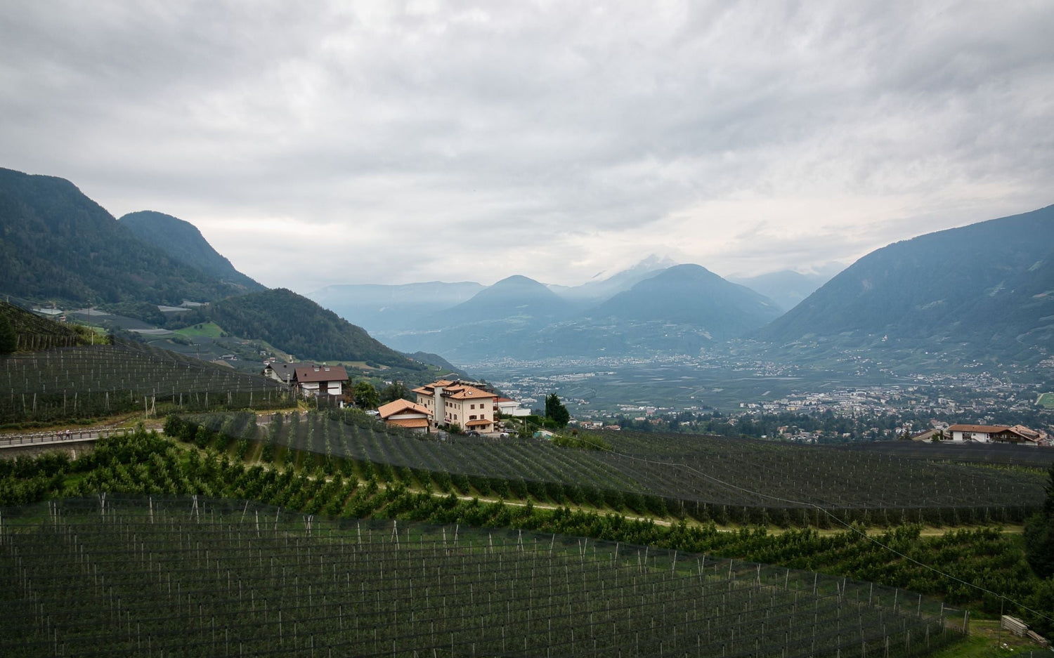 Steep terraced vineyards and orchards on Alpine slopes overlooking a mountain valley in Alto Adige, northern Italy