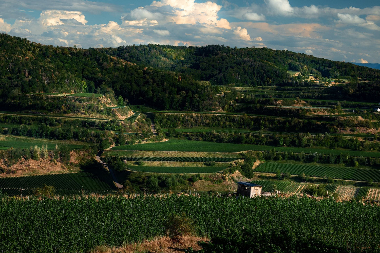 Green terraced vineyard hillsides with native woodland in the Rías Baixas region of Galicia, Spain — Altos de Torona