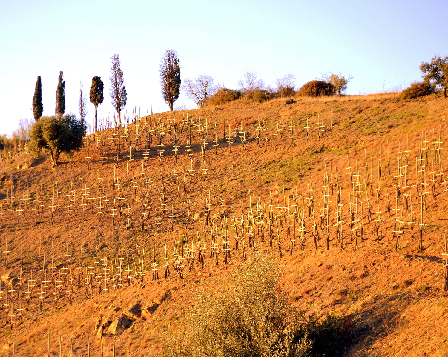 Steep slate-soil hillsides with terraced vines in Priorat, Spain — Álvaro Palacios. Photo: Angela Llop (CC BY-SA 2.0)